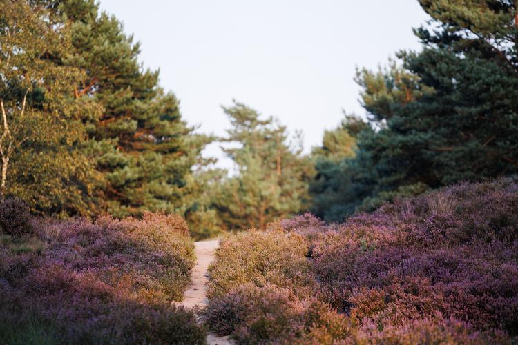 Bloeiende heide