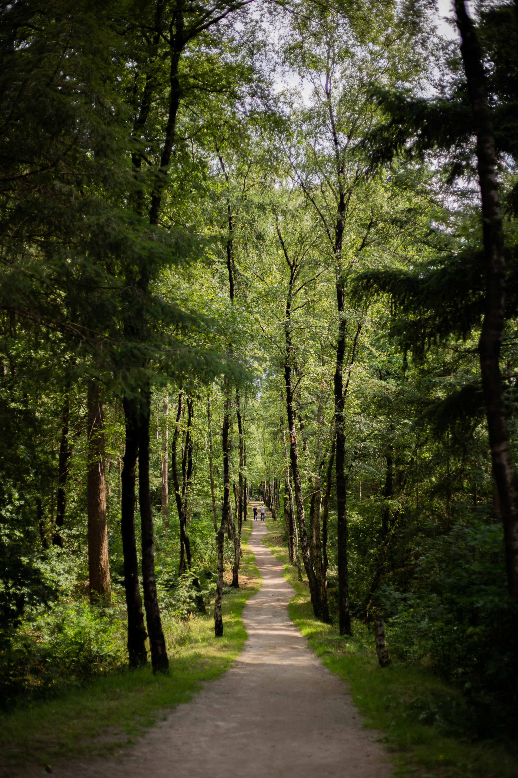 Zonlicht valt tussen de beuken van het Speulderbos